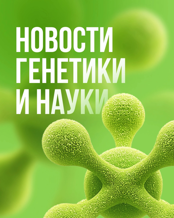 Что вреднее — рис или пшеница?
