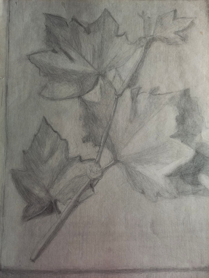 Рисунок , карандаш клён .