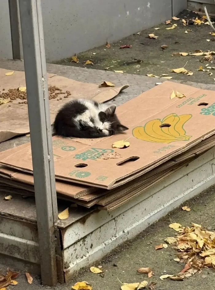 Котёнок живет один на улице… (помогаю информационно)