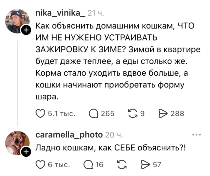 Кошка готовится к зиме