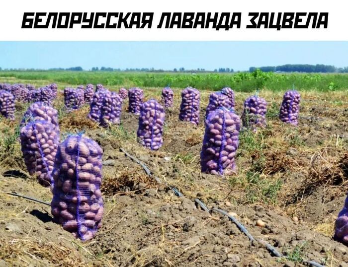 � ������� ����� ��