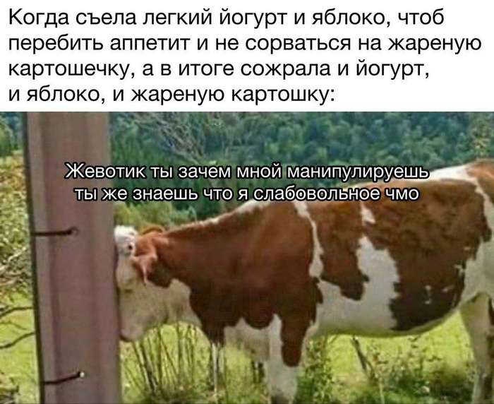 Животик