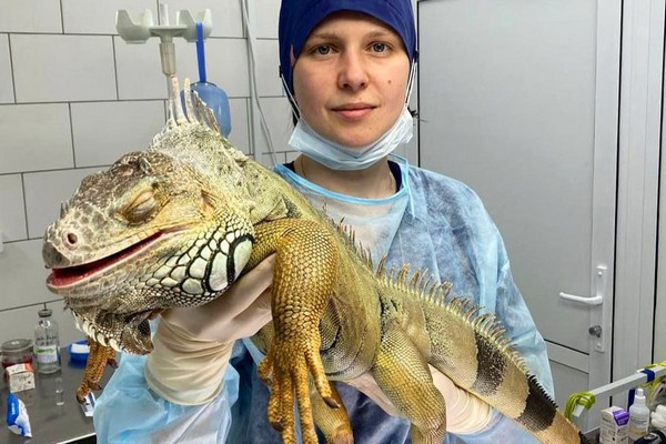 В прошлом году в Зеленограде игуана сломала два пальца, сражаясь с зеркалом. Она приняла своё отражение за другого самца. Насколько нам известно, схватка закончилась ничьей — отражение тоже сломало 2 пальца.