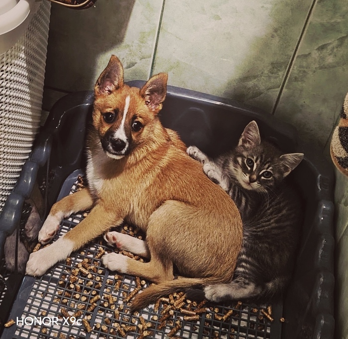 Которые даже в туалет ходят вместе😀.