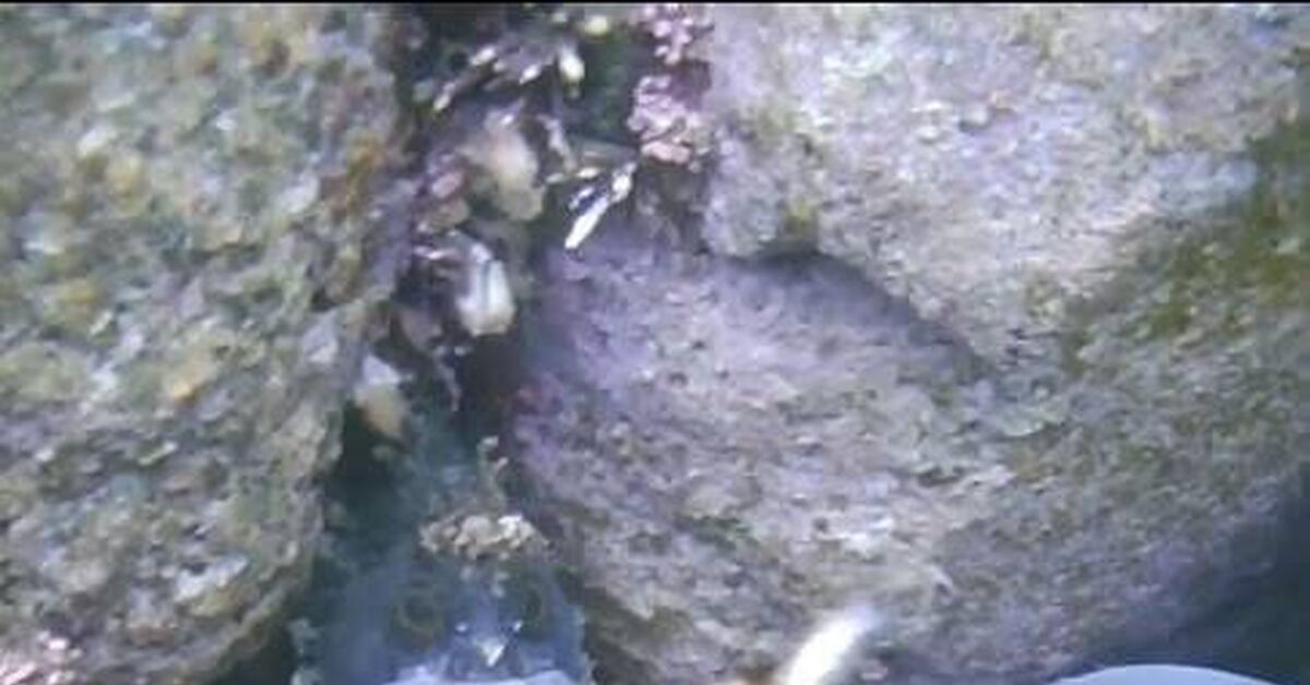 Japanese hairy-headed dog - Marine life, Underwater photography, Ocean, Marine stories, A fish, Diving, Snorkeling, City Nakhodka, Video, Video VK, Short videos