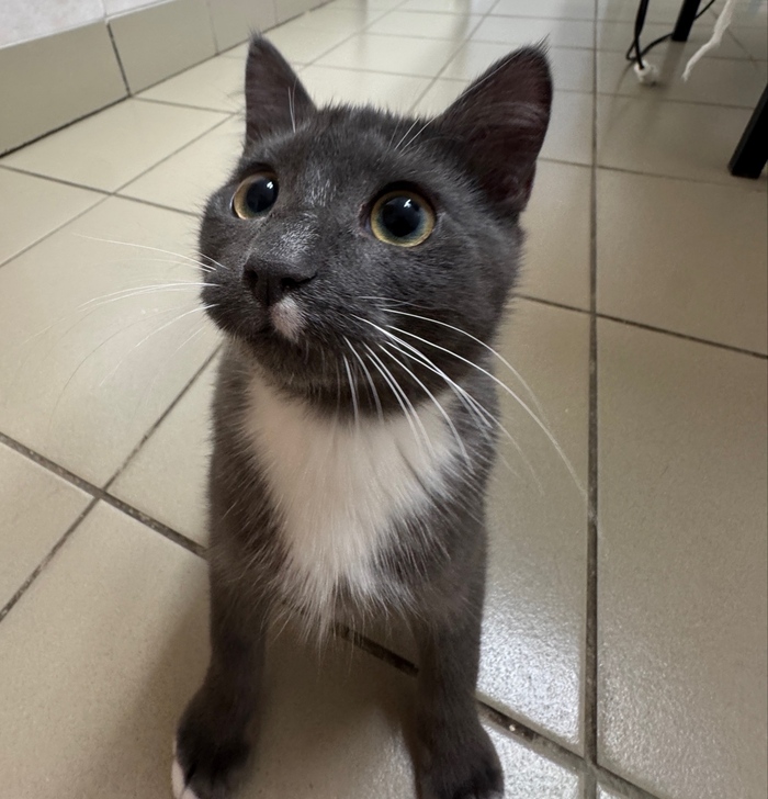 Котичка! Крохой принесли в ветклинику. Видимо решил погреться в капоте машины, в результате была сильно травмирована лапка. Люди, которые принесли отказались от малыша. Остался на лечении и обеспечении в ветклинике. Сейчас это здоровый, умненький котик.