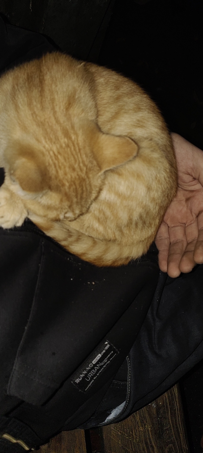 Энгельс, найден котэ
