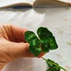 ����� ����� ������ ���� �����������