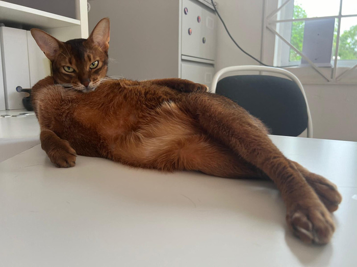Кот