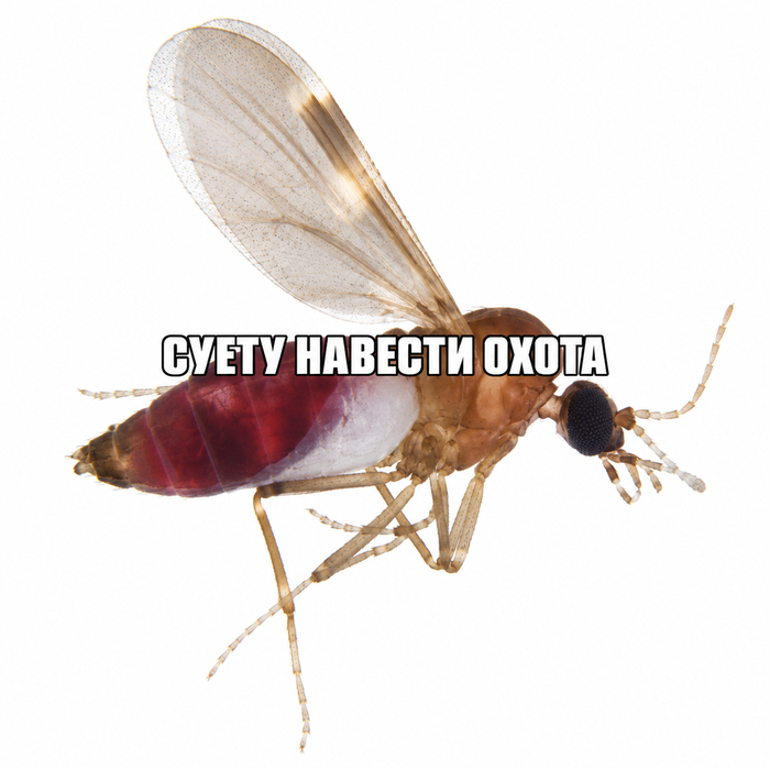 Мокрец рода Culicoides, который и переносит вирус.
