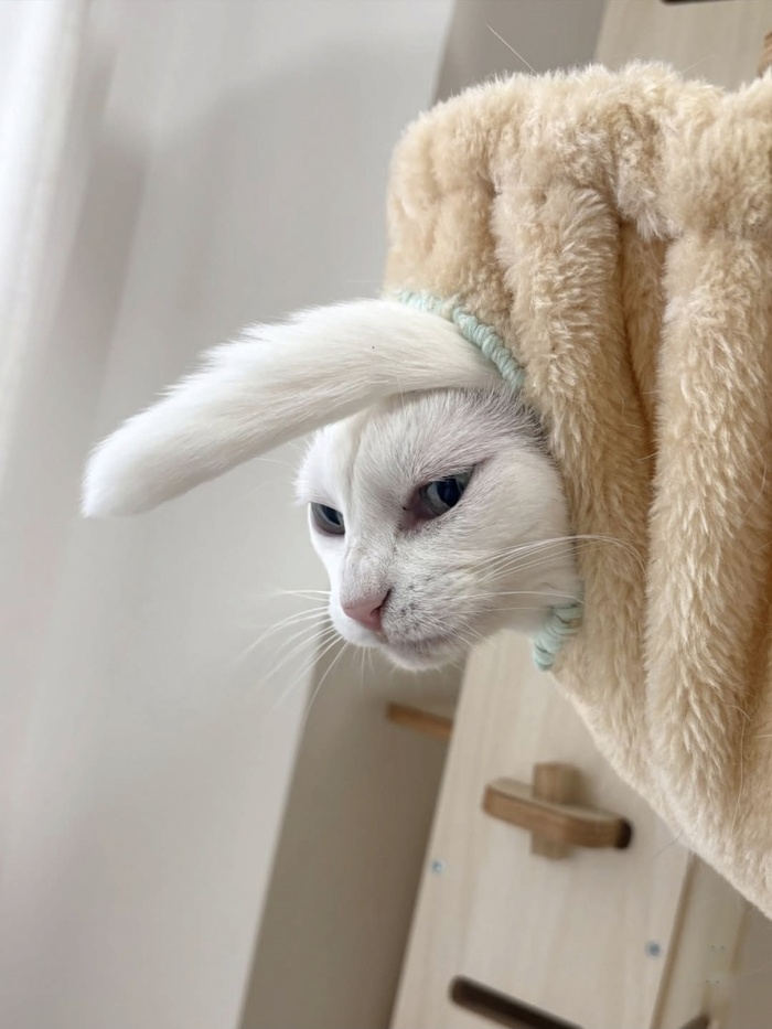 Кот дня