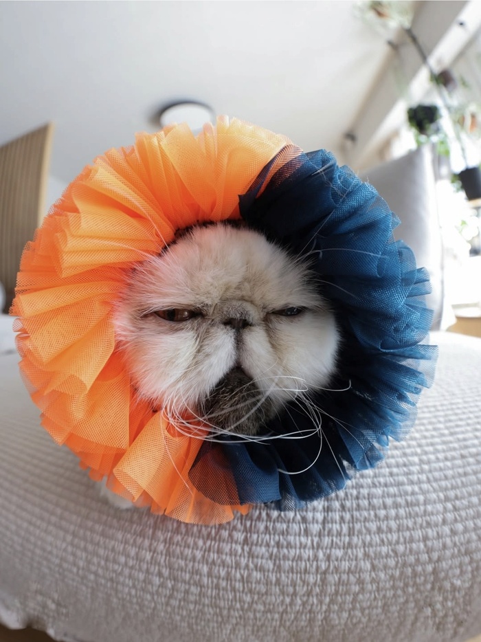 Кот дня