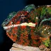 EkaterinaReptile