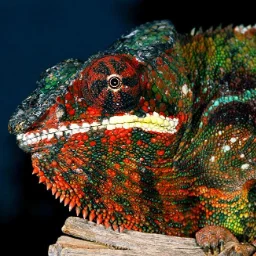 EkaterinaReptile