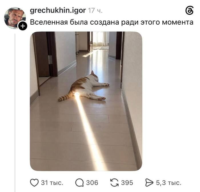 Мем с котом