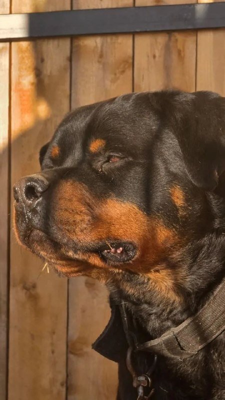 Фото: <a href="https://pikabu.ru/story/sluzhebnyiy_pyos_ostalsya_bez_doma_i_ishchet_khozyaina_v_primore_14470759?u=https%3A%2F%2Ft.me%2Fblack_and_whaite_vvo%2F2585&t=%D0%A2%D0%93-%D0%BA%D0%B0%D0%BD%D0%B0%D0%BB%20%D0%A6%D0%B5%D0%BD%D1%82%D1%80%D0%B0%20%22%D0%A1%D0%BE%D0%B1%D0%B0%D1%87%D0%B8%D0%B9%20%D0%BC%D0%B8%D1%80%22&h=dc4edbc918d32d9cce77f8c2ef90d61f9f301f44" title="https://t.me/black_and_whaite_vvo/2585" target="_blank" rel="nofollow noopener">ТГ-канал Центра "Собачий мир"</a>