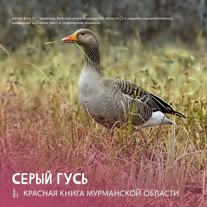 Серый гусь, предок домашних гусей