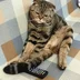 CatInsider