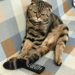CatInsider
