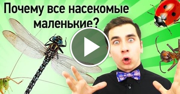 Почему Все Насекомые Маленькие? | Пикабу