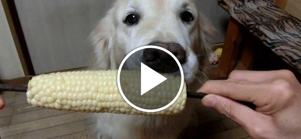 Собака съела сыр. Собака с кукурузой. Собака ест кукурузу. Собачья кукуруза. Еды для собаки кукурузные.