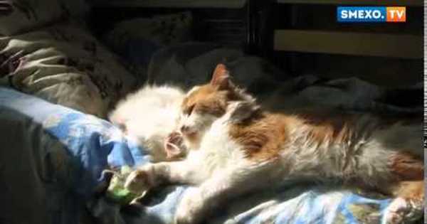Cat Wrong Hole