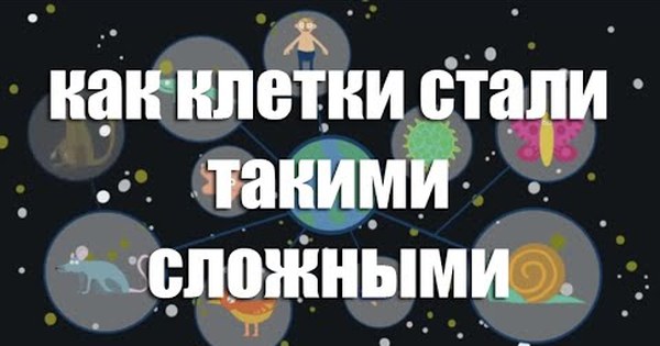 Стану клетку