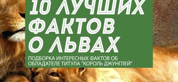 Лев интересные факты. Факты о львах. 10 фактов о льве. 10 интересных фактов о льва. интересные особенности львов.