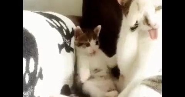 Смешное видео животные кошки. Кошка учит котят умываться.