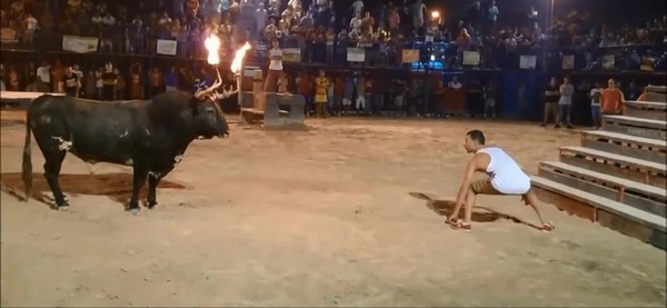 Mess With The Bull You Get The Horns Gif