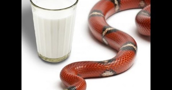 Пьют ли змеи. Змея в молоке.