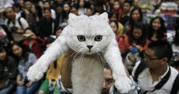 Китайская Кошка Фото