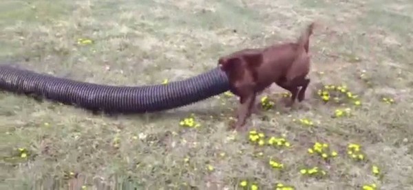Super Dogio | Пикабу