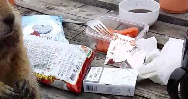 Евражка ворует курицу | Пикабу