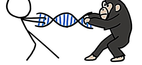 Различие между человеком и обезьяной. Сходство ДНК человека и шимпанзе. Гены человека и обезьяны. Гены человека и шимпанзе. ДНК обезьяны.