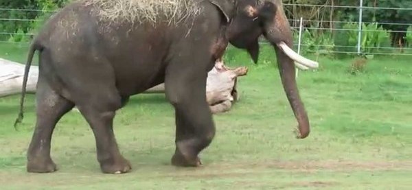 Elephant Cocks