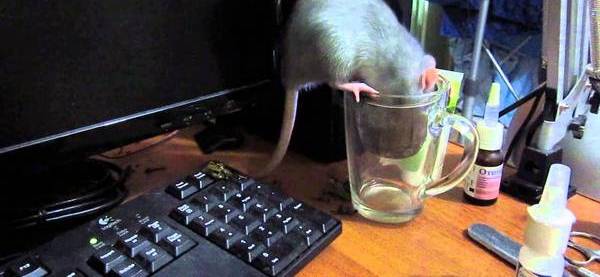 Доброе утро крыски. Что можно давать крысам. Какие продукты можно давать крысам таблица. Можно ли крысам чай. Можно ли крысам чай.