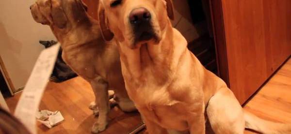 Лабрадоры видео смешные. Собака говорит. Мужик с хаски. Собака разговаривает видео. Видели видео говорящая собака видео.