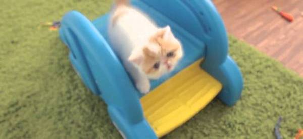 Котик на горке. Кот на скейтборде. Кошка с коляской и котятами. Коляска для кошек. Кошка катает.