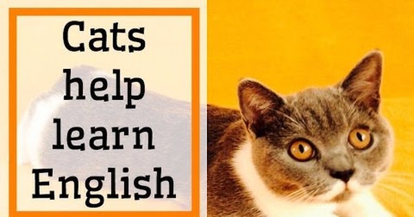 Включи английского кота. Английский котик. Кот учит английский. Cat на английском. Котики изучают английский.