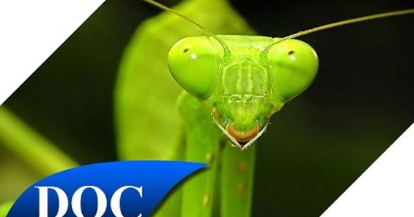 инопланетяне похожие на насекомых. богомол пришелец. инсектоид жук. пустынный богомол. богомол арт.