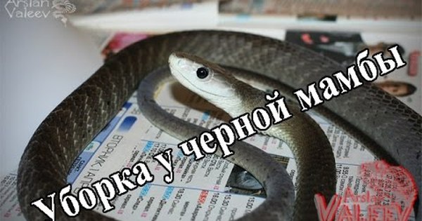 Мамба Мп3 Скачать