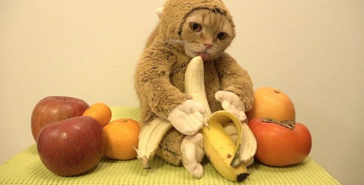 Обезьяна подавилася бананом. Кот ест банан. Коты едят фрукты. Кошка банан. Кошка которая питается фруктами.