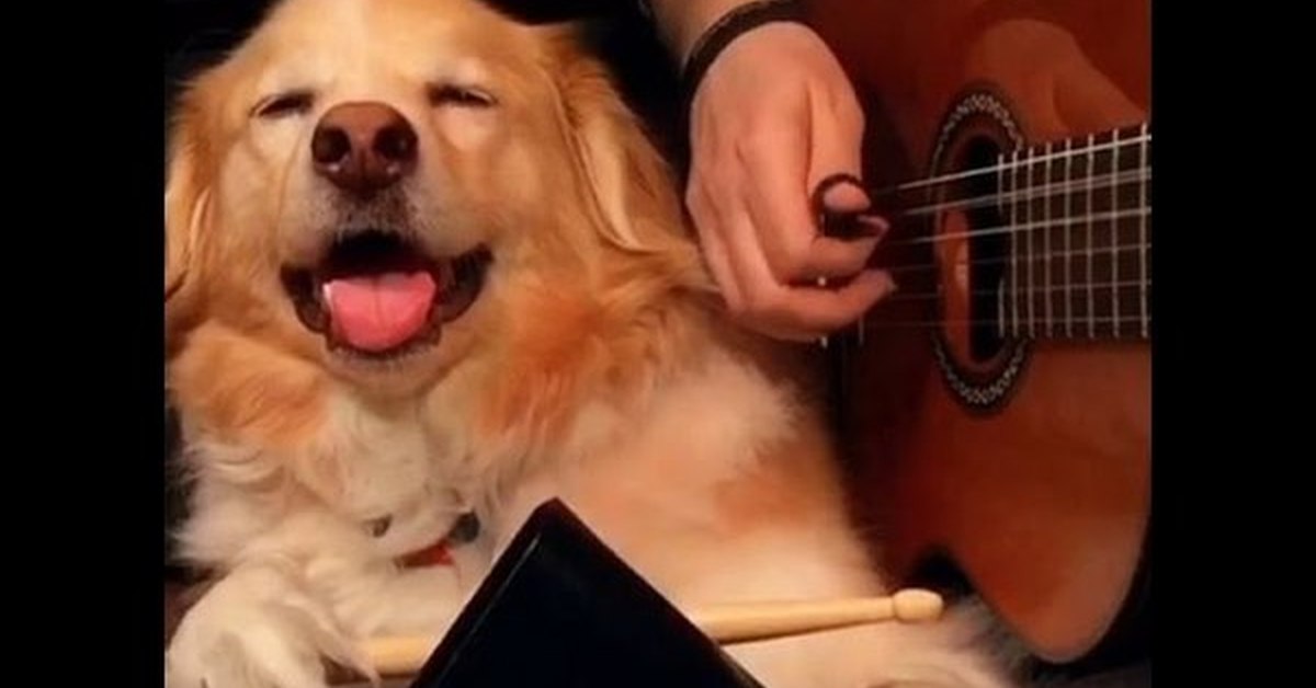 Видео собачка песня. Собака музыкант. Собака барабанщик. Собаки музыкальная ностаящии. Портрет необычной музыкальной собаки.