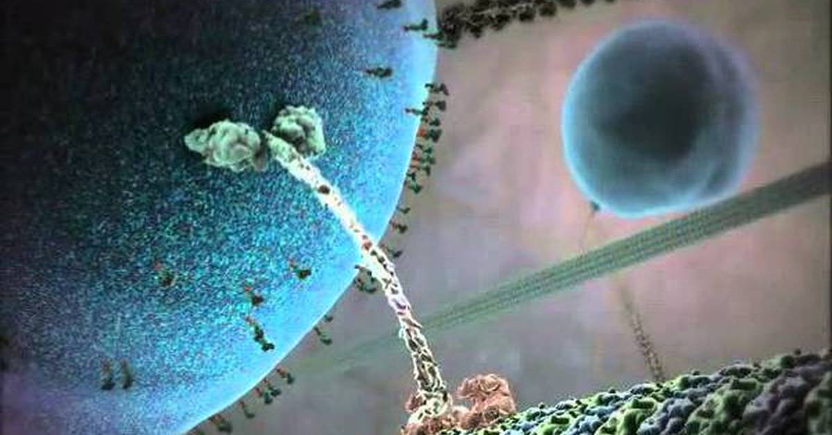Движение внутри клетки. Кинезин. Белок кинезин под микроскопом. Кинезин шагающий белок. Молекулы белка миозина шагают по актиновой нити.