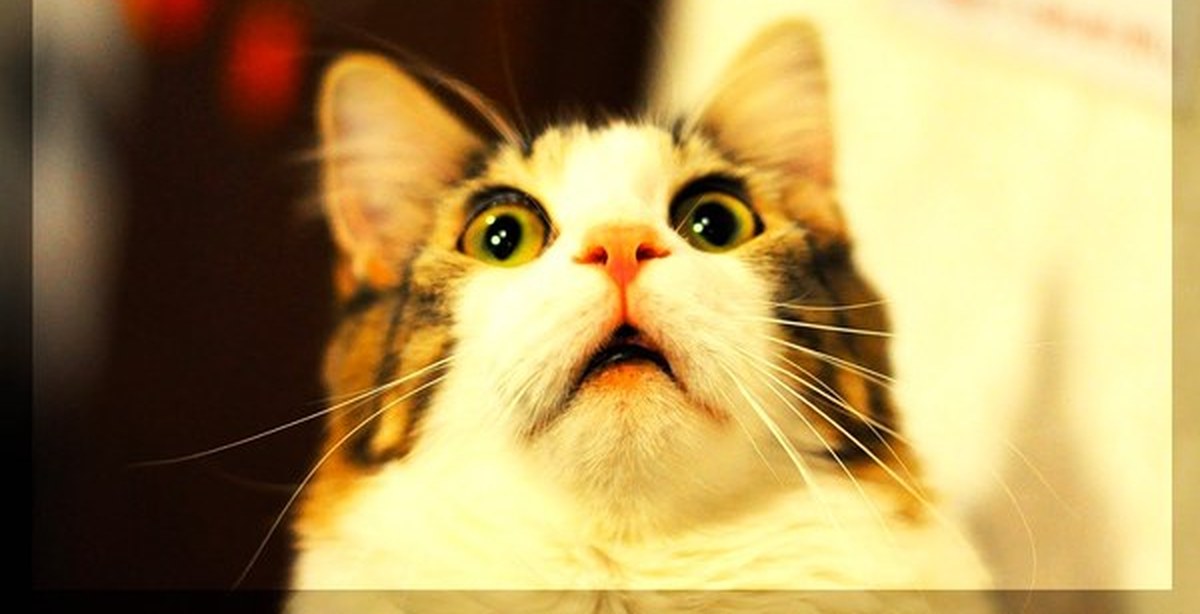 Удивленный кот. Кот в шоке. Удивлю или удевлю как. Морда кота. Удивлю или удевлю как.