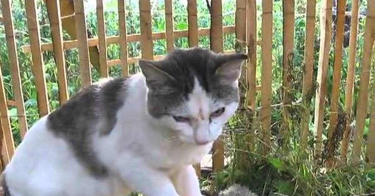 Коты говорят по человечески