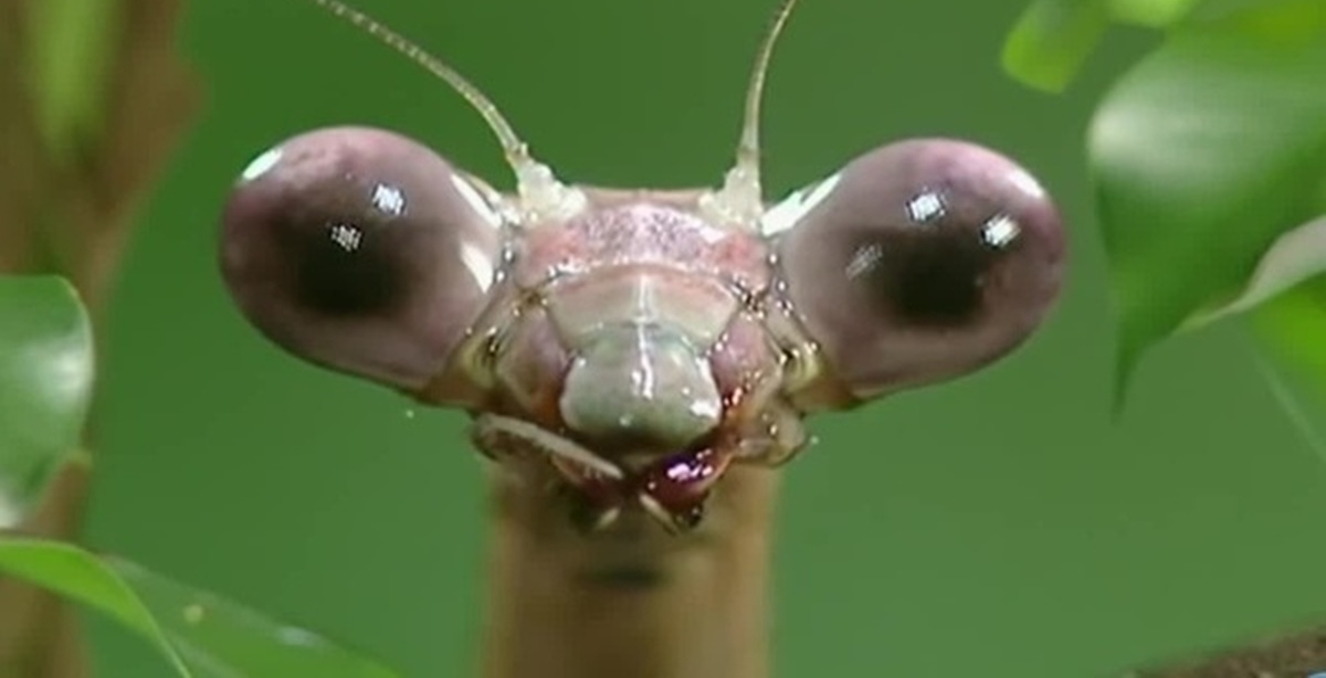 Mantis Eats Nipple