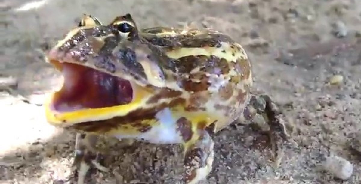 монгольская жаба. веселая жаба. орущая лягушка. орущая лягушка. щитоспинка лягушка баджита.