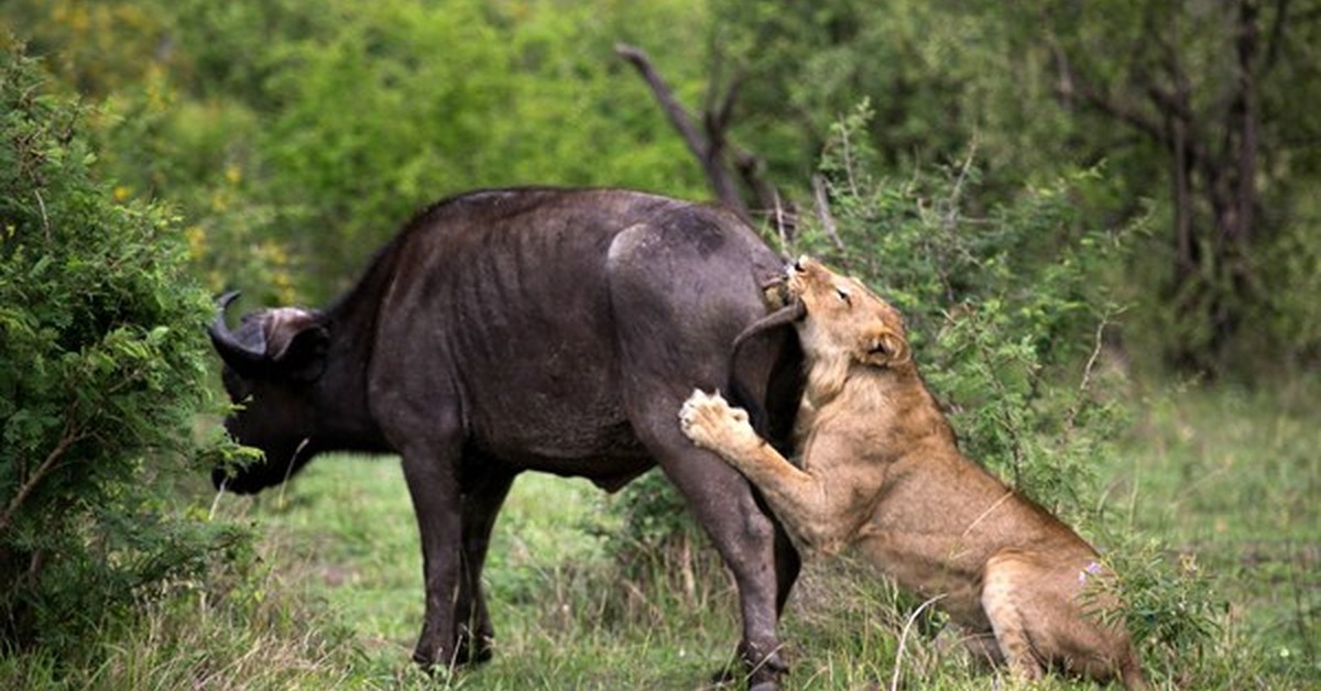 Спаривание больших. Битва Львов за Прайд. Охота Львов в дикой природе на буйволов. Животные спариваются. Брачные игры животных.